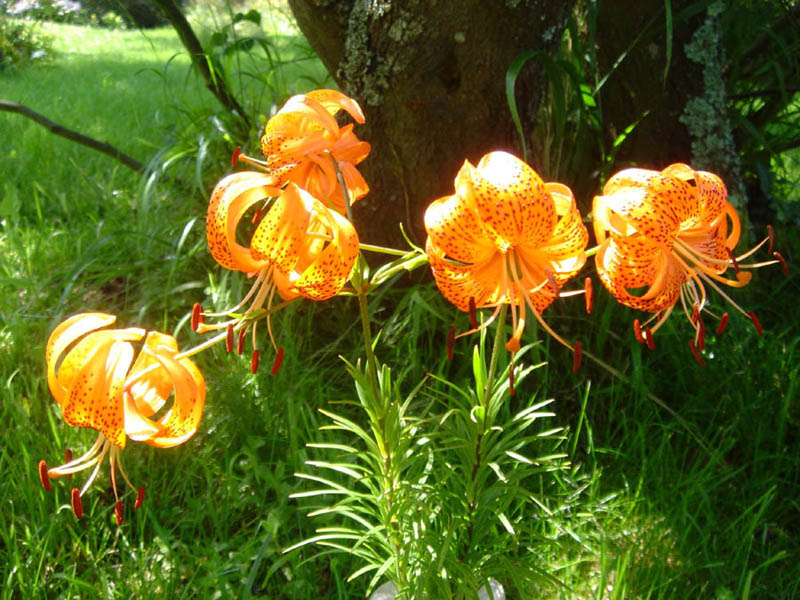 Lilium davidii var wilmotiae photo